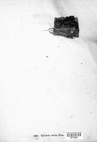 Cytospora nivea image